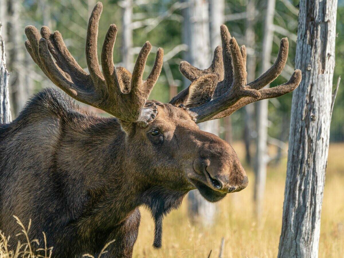 Calvendo Alaska-Elch mit staatlichem Geweih (1000 Teile) Puzzles