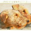 Puzzles Calvendo Airedale Terrier 2017 (1000 Teile) (718979)